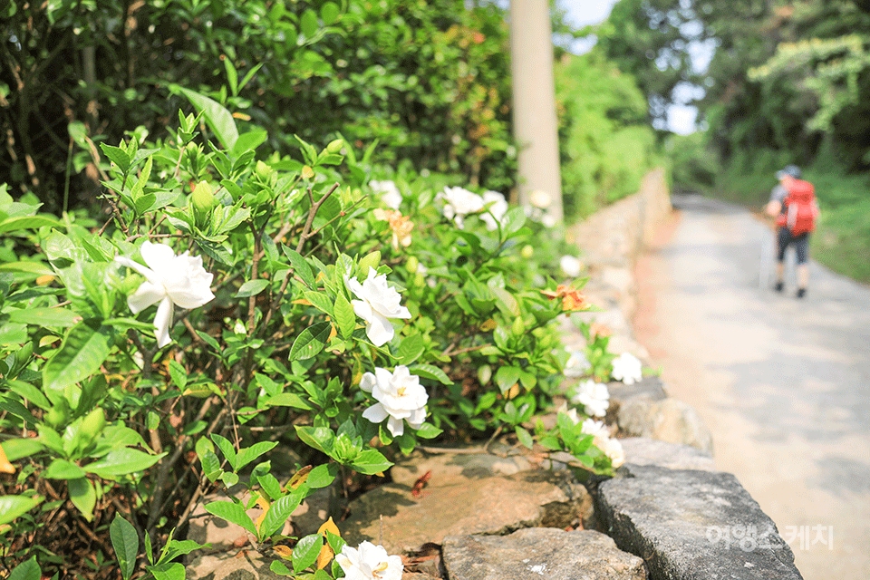 치자나무 꽃길을 지나면 곧 상주해수욕장에 닿는다. 사진 / 황소영 객원기자