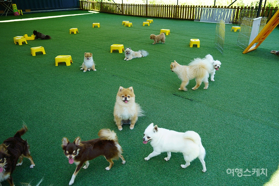강아지존에서는 30마리의 강아지와 놀 수 있다. 사진 / 류인재 기자