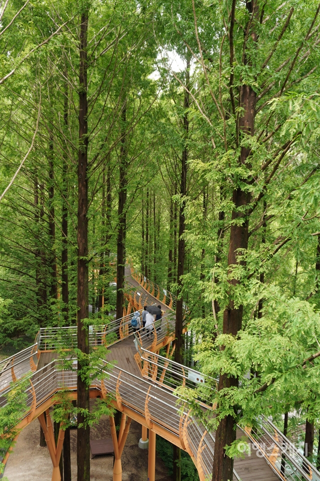 숲속어드벤처의 스카이웨이는 15m 높이에서 산림욕을 즐길 수 있는 곳이다. 사진 / 노규엽 기자