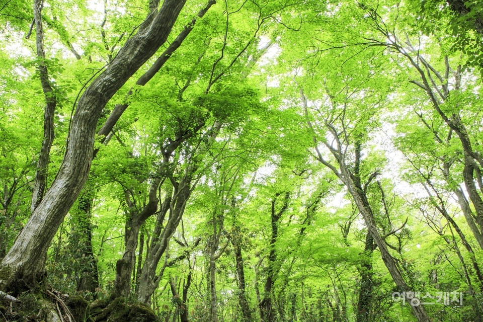 초록빛깔 나무 터널이 싱그럽다. 사진/ 김도형 사진작가
