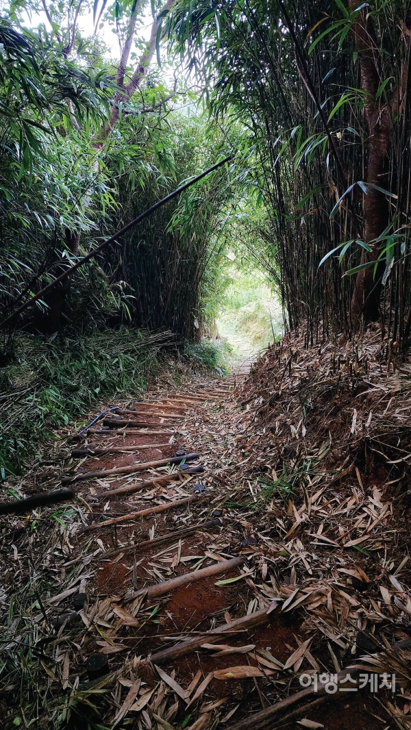 구조라포구에서 알록달록 단장한 골목길을 따라 올라가면 나오는 바람소리 시원한 대나무숲길. 사진 / 이해열 기자