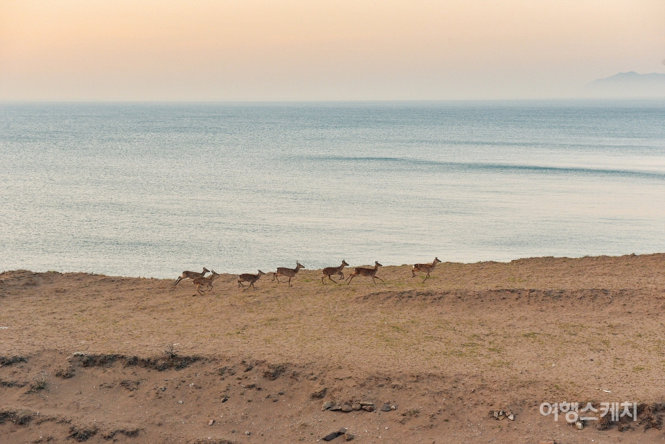 붉은모래해변은 굴업도 사슴들의 또다른 서식지다. 사진 / 김민수 여행작가