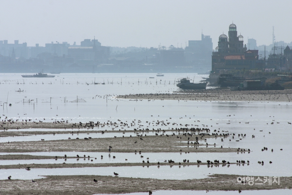 금강하구 갯벌에 물새들이 몰려 있다. 사진 / 김수남 여행작가