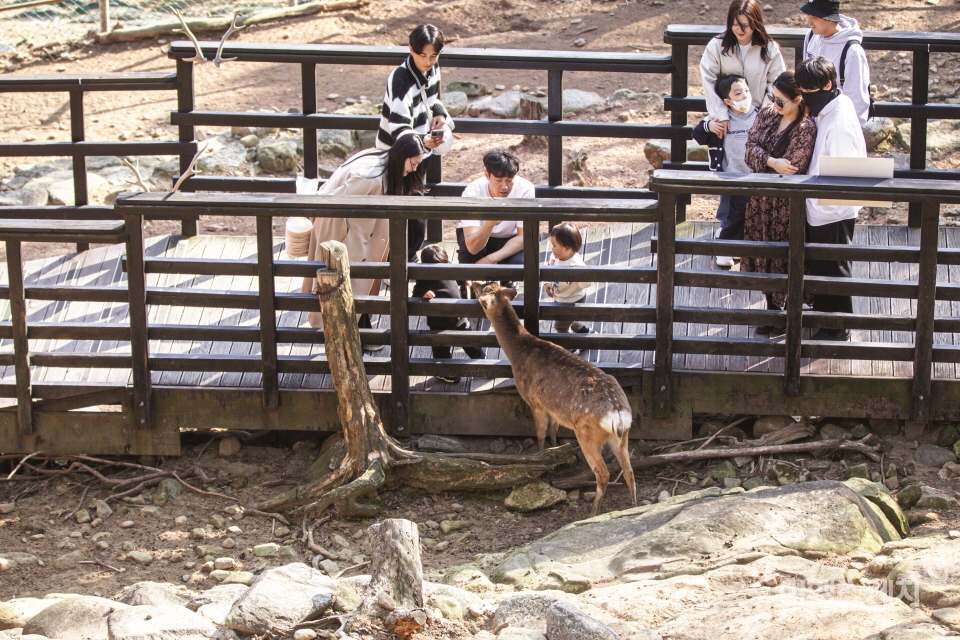 꽃사슴에게 먹이를 주는 동물원 관람객들. 사진 / 김수남 여행작가